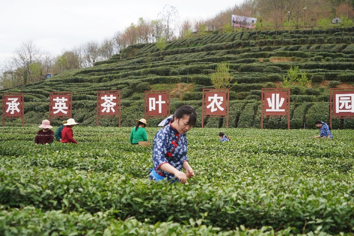 三秦茶乡迎客来 陕西20条茶旅融合精品景点线路推介发布（6-10）