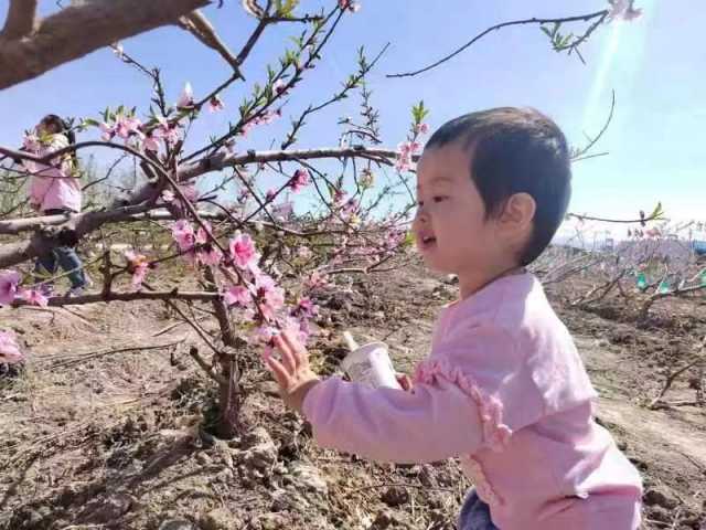 阜康市城关镇：桃花绽放春意浓  游客纷至踏春来