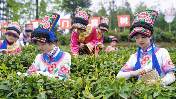 政协提案助力茶产业高质量发展 北川“小茶叶”变成富民兴农的“大产业”