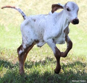 与“感染牛”生活在一起安然无恙，基因编辑小牛表现出抗病毒能力