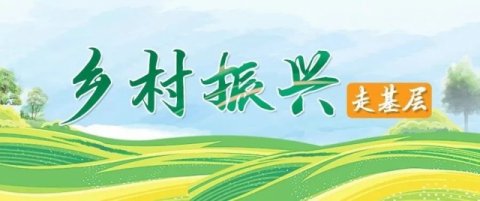 这个茶山村有点“虎”