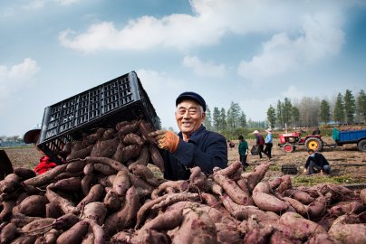河南息县：小红薯撬动大产业