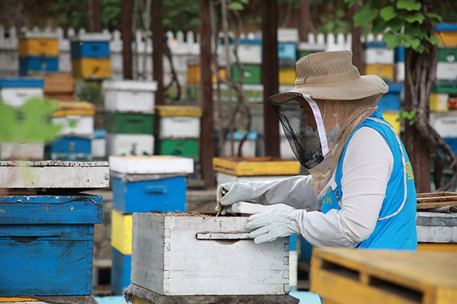 世界蜜蜂日 首届北京蜜蜂文化节在密云区拉开帷幕