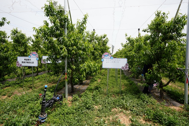 认养一棵树，收获一树桃！“订单式农业”助力北京平谷农业转型升级