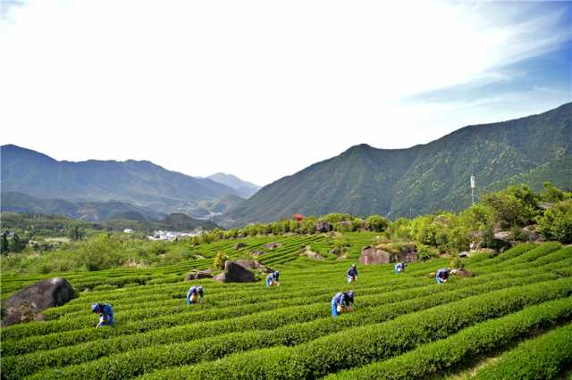 铅山县获得2023年全国 茶乡旅游精品线路推介