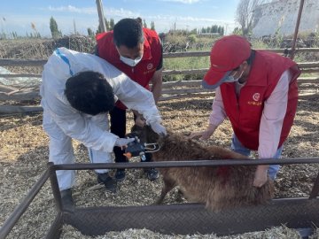 沙湾市商户地乡：扎实开展布病防控 保障