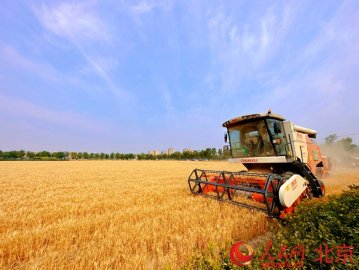 大兴区瀛海镇“三夏”开镰 3000余亩小麦迎来丰收