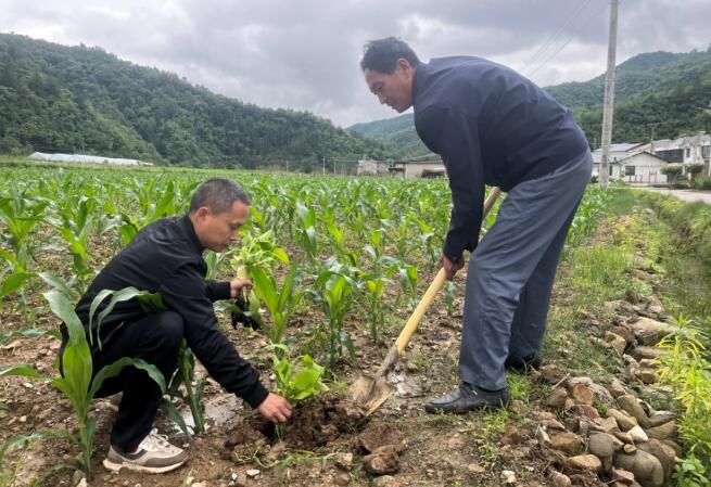 20万头蚜茧蜂入农田，助力大农业绿色防控