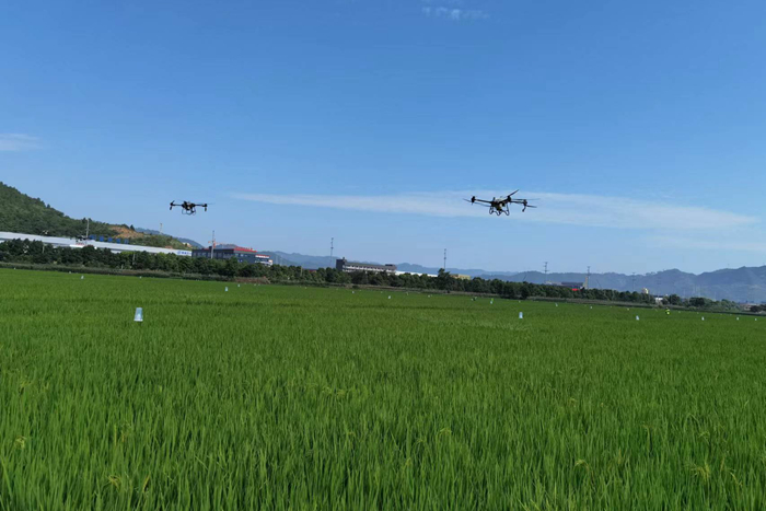 农业农村部动员部署西南地区水稻“两迁”害虫防控工作