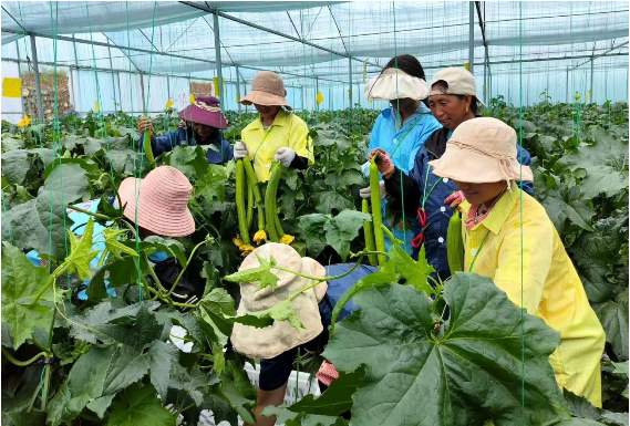 四川省凉山州越西县产业发展呈现好势头