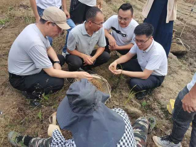 科技小院搭平台，柘荣太子参产业唱响乡村振兴新篇章