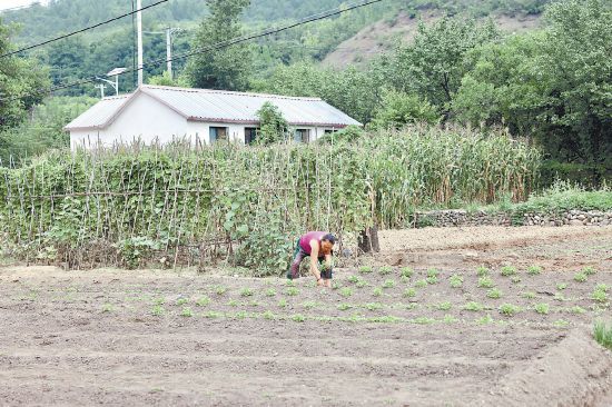 门头沟区斋堂镇东胡林村：洪灾过后抢种秋菜