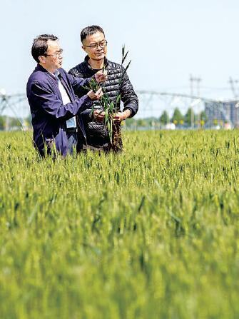 沃野尽飘香 大国粮满仓——我国粮食安全保障能力持续提升