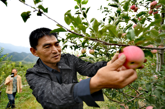 古韵金秋庆丰收 密云新城子镇举办首届苹果文化节