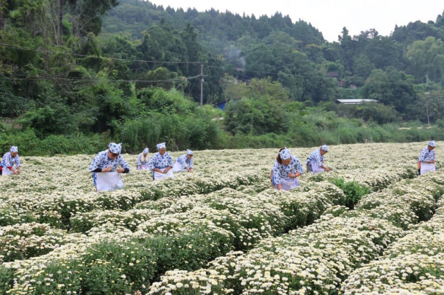 简讯：遂宁射洪中皇村大力发展美丽资源“菊花产业”