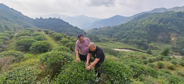 “一带一路”促进“安溪铁观音”——华夏邦交研究院院长一行莅临安溪沃田源茶业有限公司考察调研