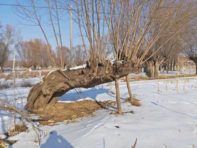 金秋写生季|西安美术学院师生走进统万城写生