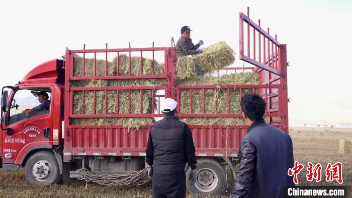 牧草地里、草料库内一辆辆装载饲草料的车辆不停地进出、来来往往看草买草的牧民和装卸工们忙碌的身影无处不在。(申凯龙 摄)