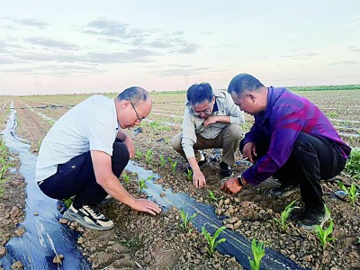 做好盐碱地特色农业大文章