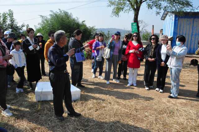   山东莱阳：甜柿丰收引客来