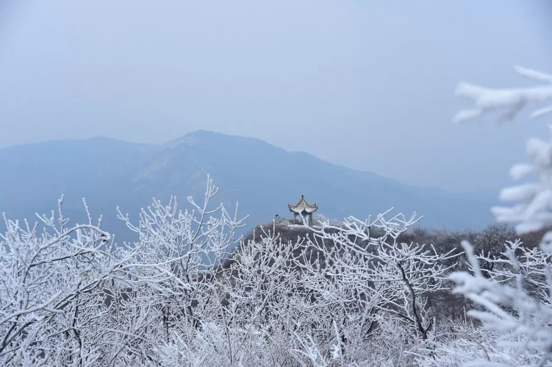 故穿庭树作飞花  刘艺 摄