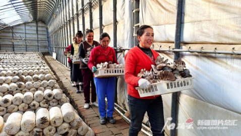 为农户撑开致富伞 乌什县这个种植基地今