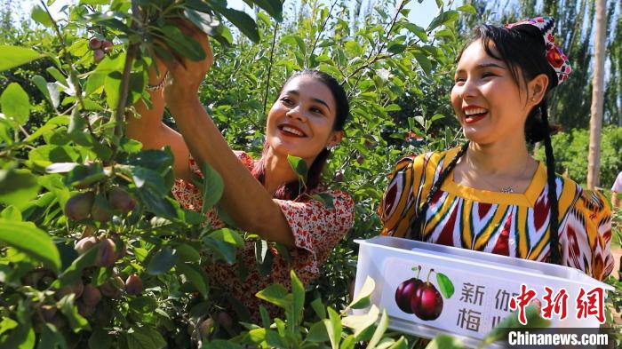 作为中国最大的新梅产销基地，伽师县新梅果园成了当地果农的“致富园”。张多庆 摄