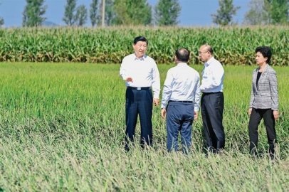 习近平：切实加强耕地保护 抓好盐碱地综