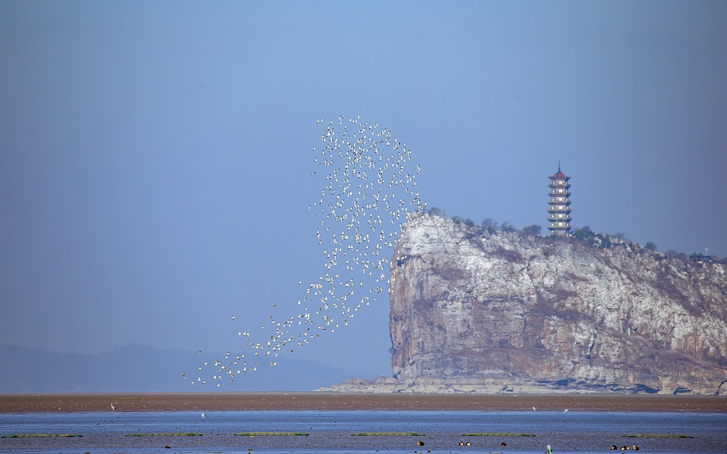 随着天气转冷，飞抵鄱阳湖湖口水域的候鸟逐渐增多。