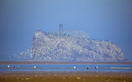 江西湖口：鄱阳湖水域上演“鸟浪”奇观