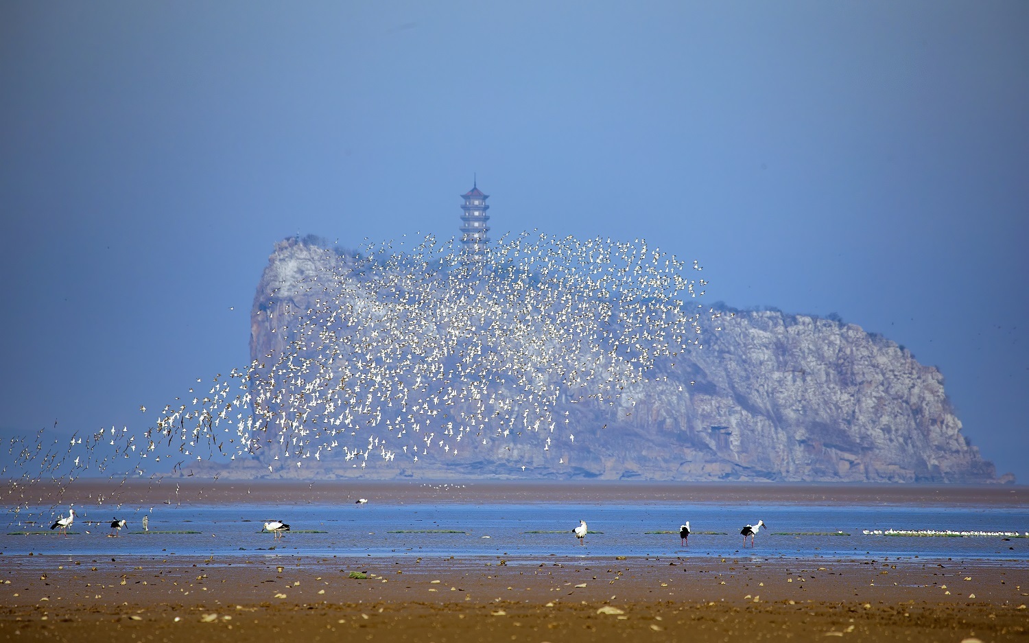 连日来，成群的越冬候鸟在鄱阳湖江西九江湖口鞋山水域集结，或栖息觅食，或众鸟齐飞，上演壮观的“鸟浪”奇观。
