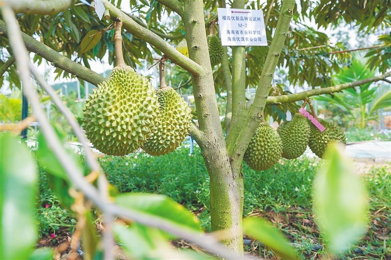 资料图：三亚育才生态区的榴莲种植基地。