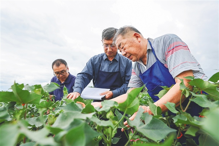 2023年12月29日，棉花育种专家赵国忠（右一）和同事在三亚国家南繁科研育种基地给棉花做杂交实验。新华社记者 张丽芸 摄