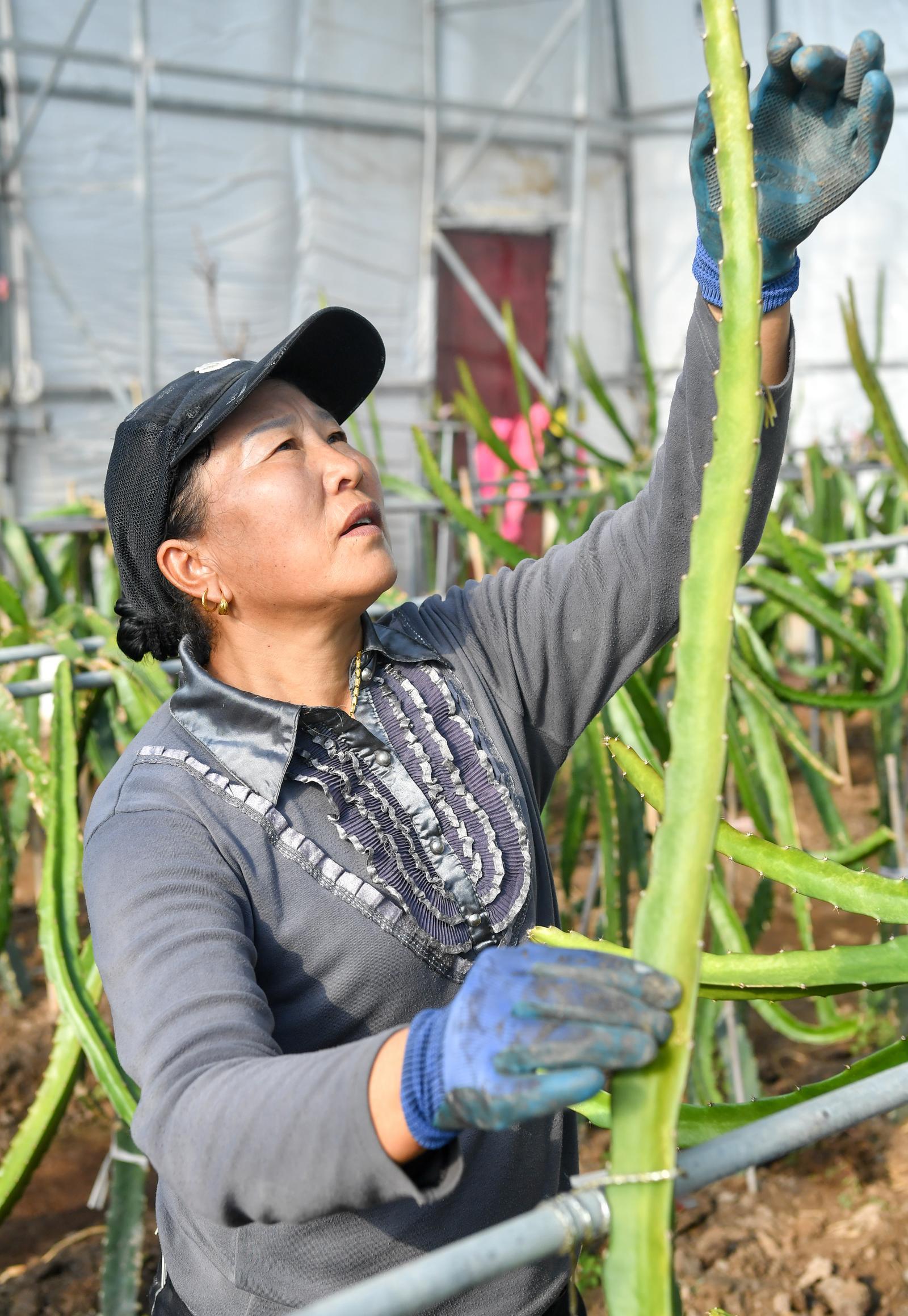 村民在大棚里打理火龙果树。第一次种火龙果，大伙儿都很尽心。