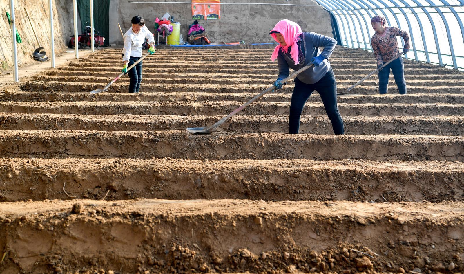 新建的温棚里，妇女们在起垄。