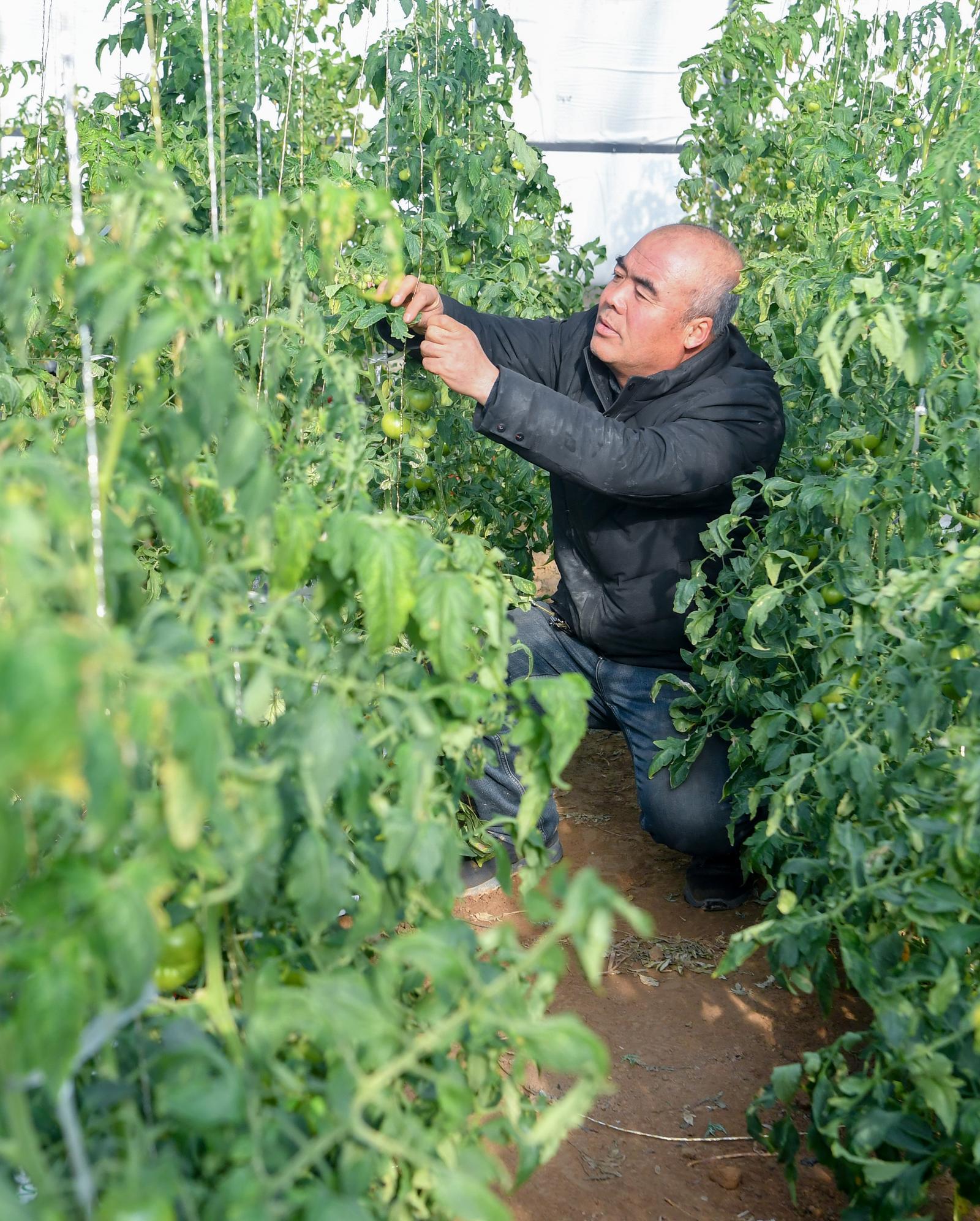 农户为番茄打秧。西北冬天虽冷，但日照时数充足，中午棚内超过30摄氏度，需要开帘透气降温。