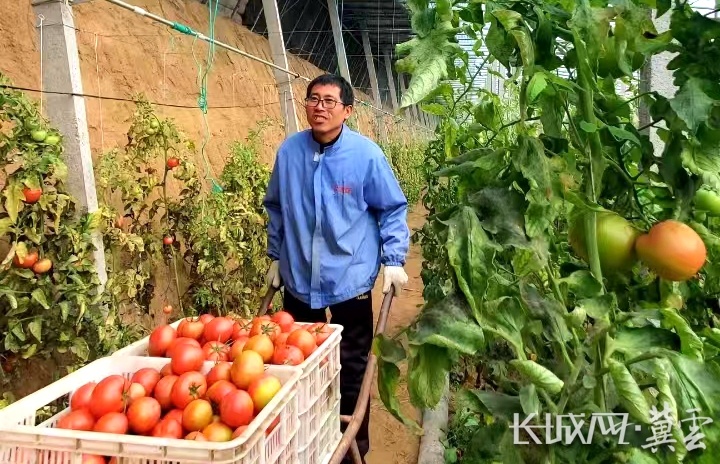 河北深州蔬菜大棚里，菜农正在运输刚刚摘下来的西红柿。长城网·冀云客户端记者 白亚军 摄