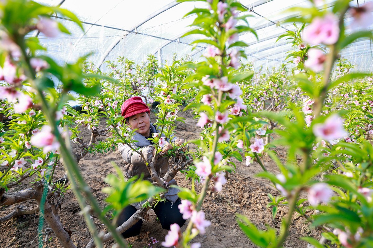 河北省唐山市丰南区大齐各庄镇，果农为大棚桃树疏花。