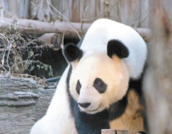 大熊猫“点点”重新与游客见面