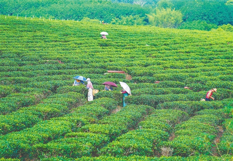 资料图：在白沙黎族自治县原生态茶园小镇，茶农加紧采摘茶叶。方山 摄