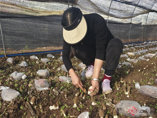 种植户在采摘羊肚菌