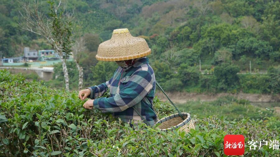 茶农在采摘早春茶。记者 余育桑 摄