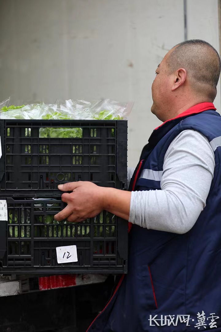 河北兴晟现代农业园区司机苍志强正在将水培生菜装车。河北经济日报记者 李佳琦 摄