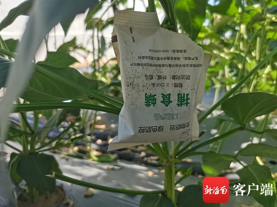 三亚在豇豆地里悬挂捕食螨，以虫治虫。记者 利声富 摄