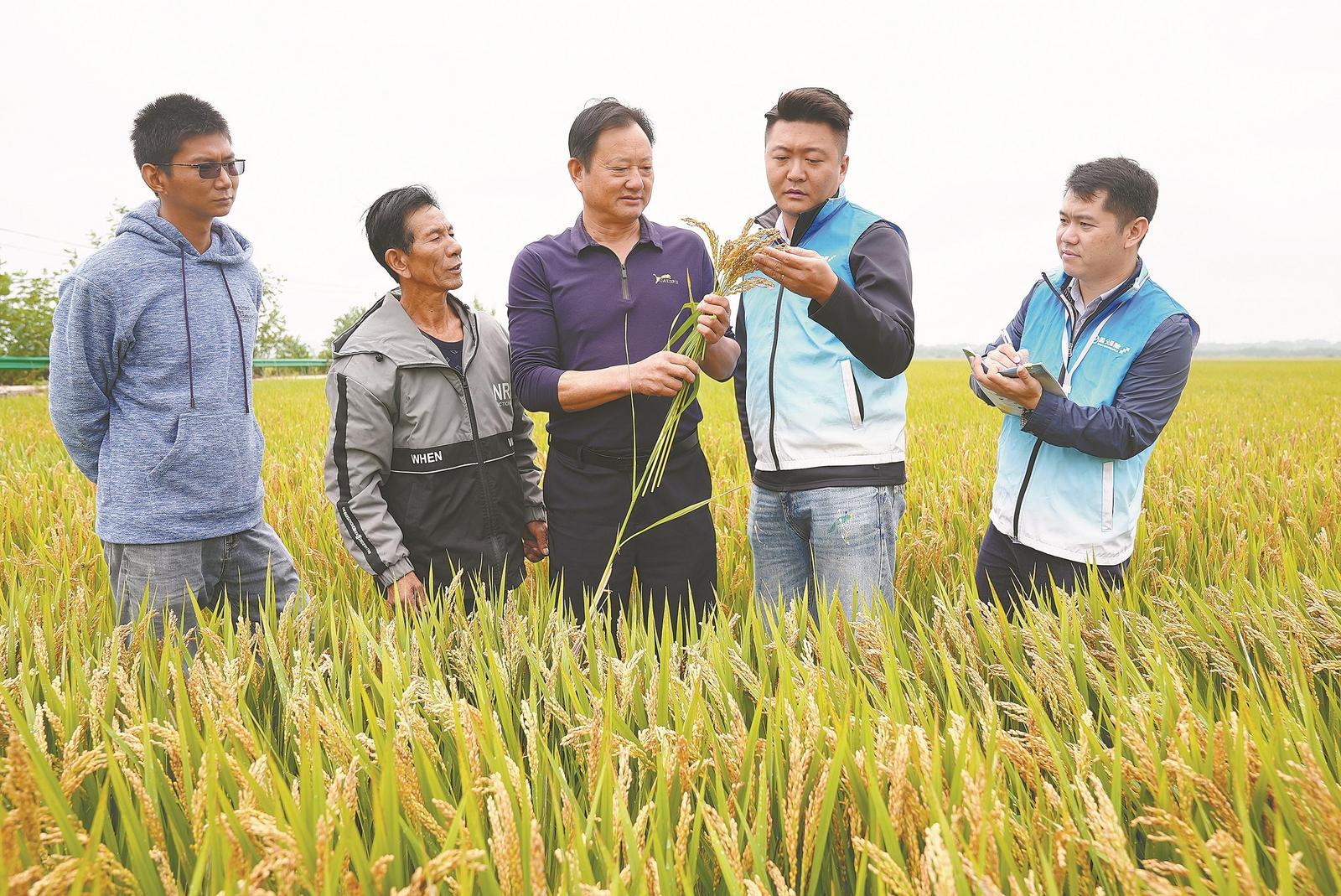 在枞阳县白柳镇公塥村，枞阳国元保险公司工作人员走访农户，了解水稻长势。（资料图片）本报通讯员 王章志 摄