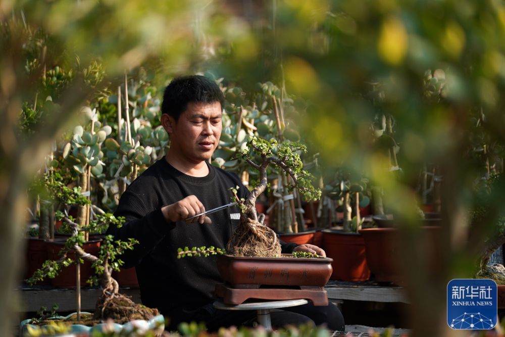 河北省平乡县平乡镇东徐庄村农民在大棚内管护多肉植物。