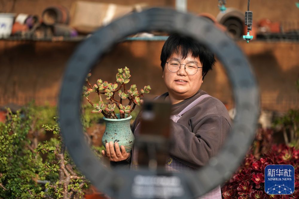 河北省平乡县平乡镇东徐庄村农民在大棚内利用直播平台推介多肉植物。