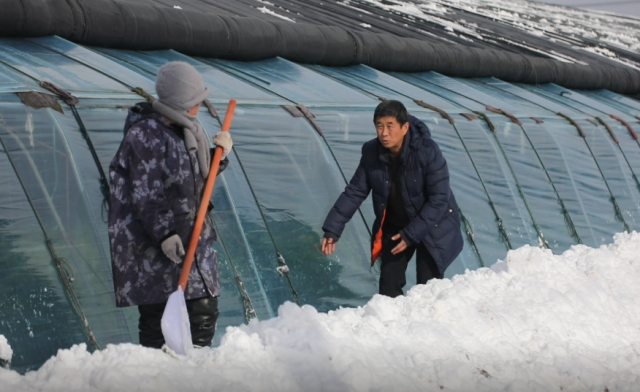 烟台市牟平区农技人员雪中送炭  支招抗击寒潮风雪