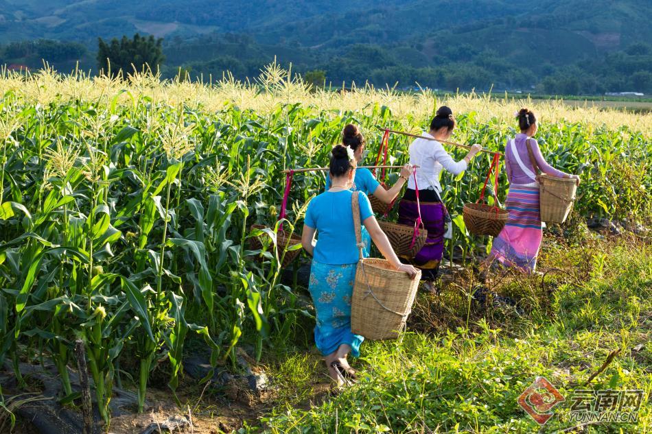 傣家妇女结伴采收小糯玉米