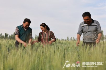 热词点击 | 粮食安全：把中国人的饭碗牢